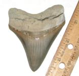 3 7/16 inch Lee Creek Pungo Megalodon Tooth